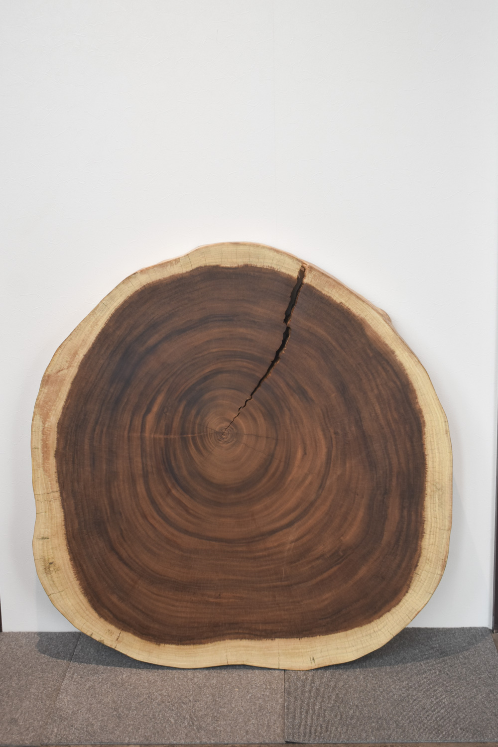 42FQWI0611/2 モンキーポッド（輪切り） 一枚板 一枚板リビングテーブル 一枚板ダイニングテーブル 一枚板輪切り