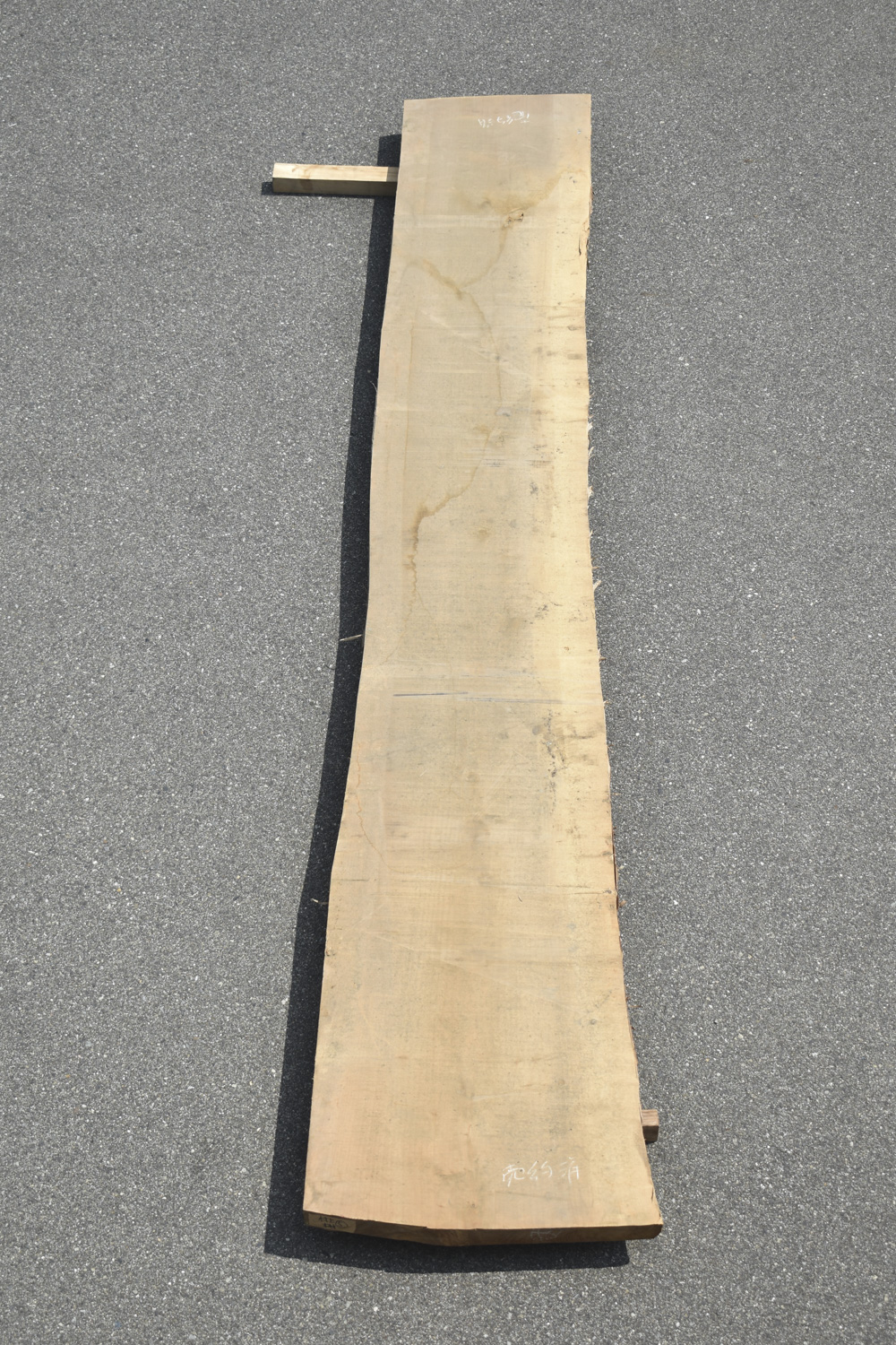 2505/2540 イチョウ 一枚板 一枚板リビングテーブル 一枚板カウンター