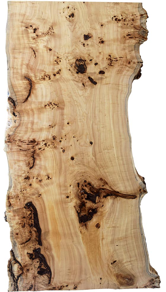 村上一枚板 - 無垢一枚板 取扱樹種紹介:ポプラ瘤