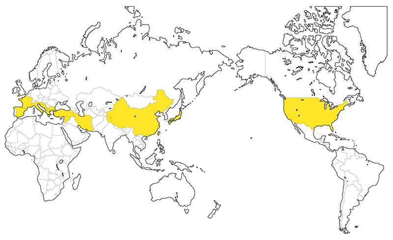 村上一枚板 - 無垢一枚板 ポプラ瘤産地