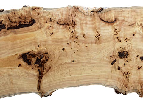 村上一枚板 - 無垢一枚板 取扱樹種紹介:ポプラ瘤