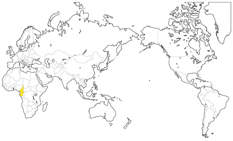 村上一枚板 - 無垢一枚板 ベリーウッド産地