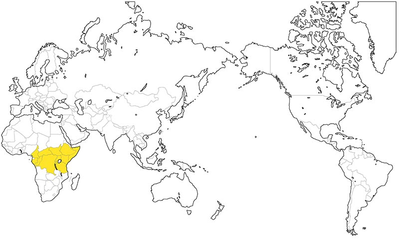村上一枚板 - 無垢一枚板 ブビンガ産地