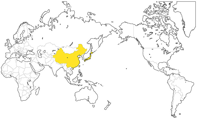 村上一枚板 - 無垢一枚板 イチョウ（銀杏）産地