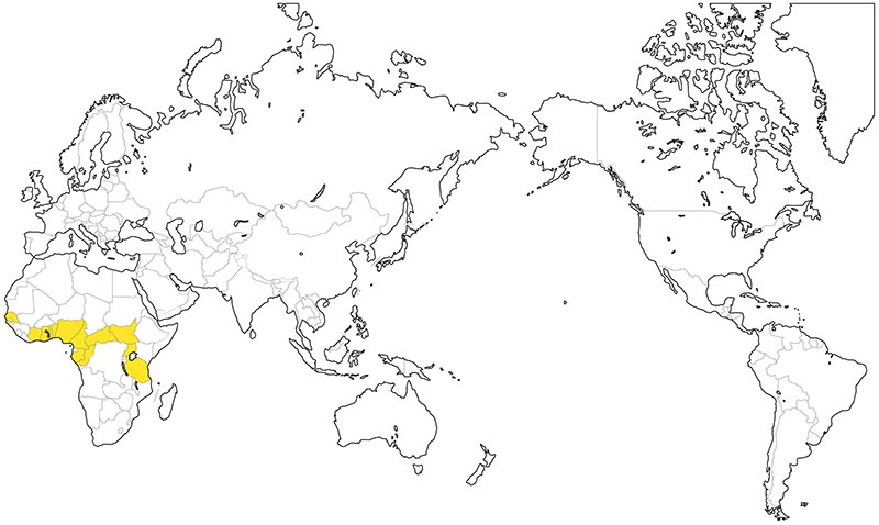 村上一枚板 - 無垢一枚板 マホガニー産地
