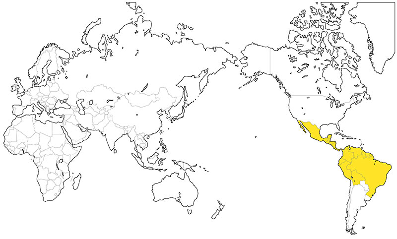 村上一枚板 - 無垢一枚板 モンキーポッド産地