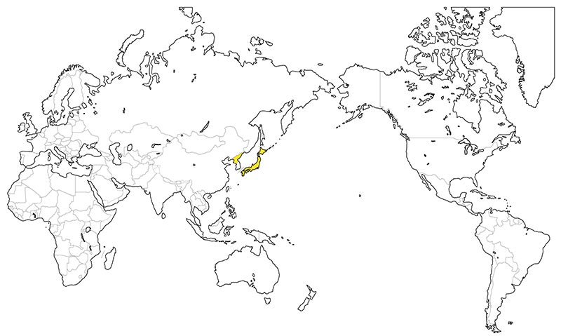 村上一枚板 - 無垢一枚板 山桜産地