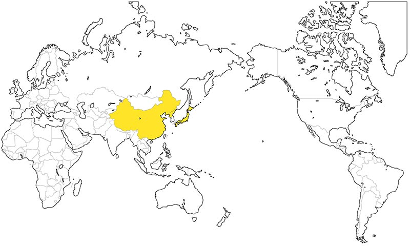 村上一枚板 - 無垢一枚板 セン（栓）産地