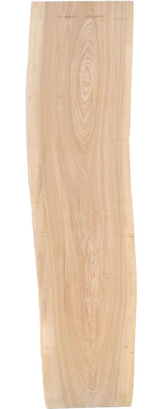 村上一枚板 - 無垢一枚板 取扱樹種紹介:セン（栓）