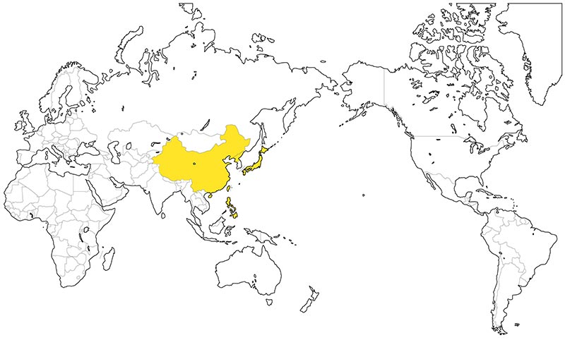 村上一枚板 - 無垢一枚板 タブ（椨）産地