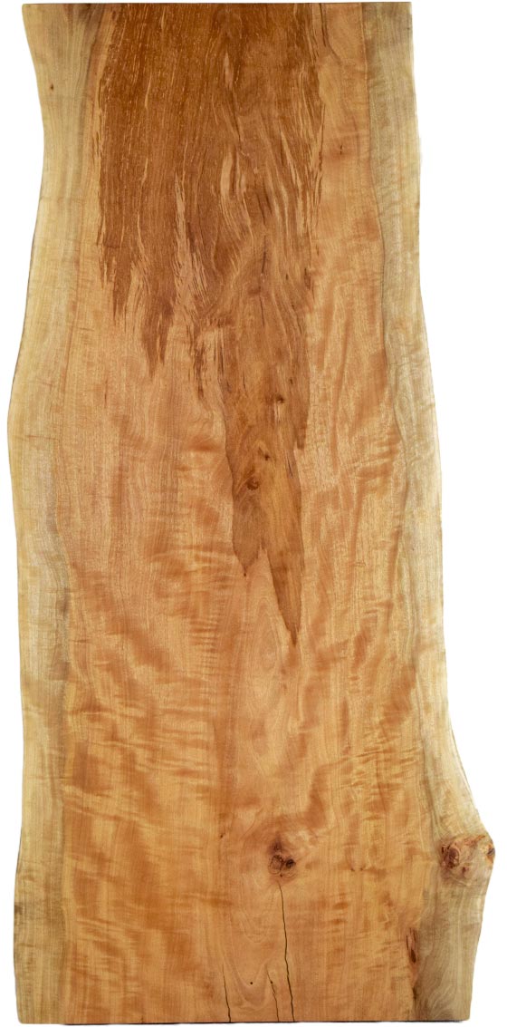 村上一枚板 - 無垢一枚板 取扱樹種紹介:タブ（椨）