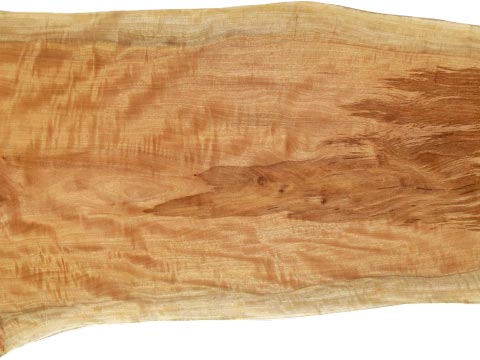 村上一枚板 - 無垢一枚板 取扱樹種紹介:タブ（椨）