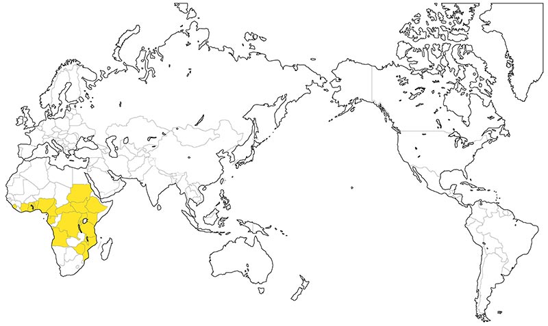 村上一枚板 - 無垢一枚板 ゼブラウッド産地